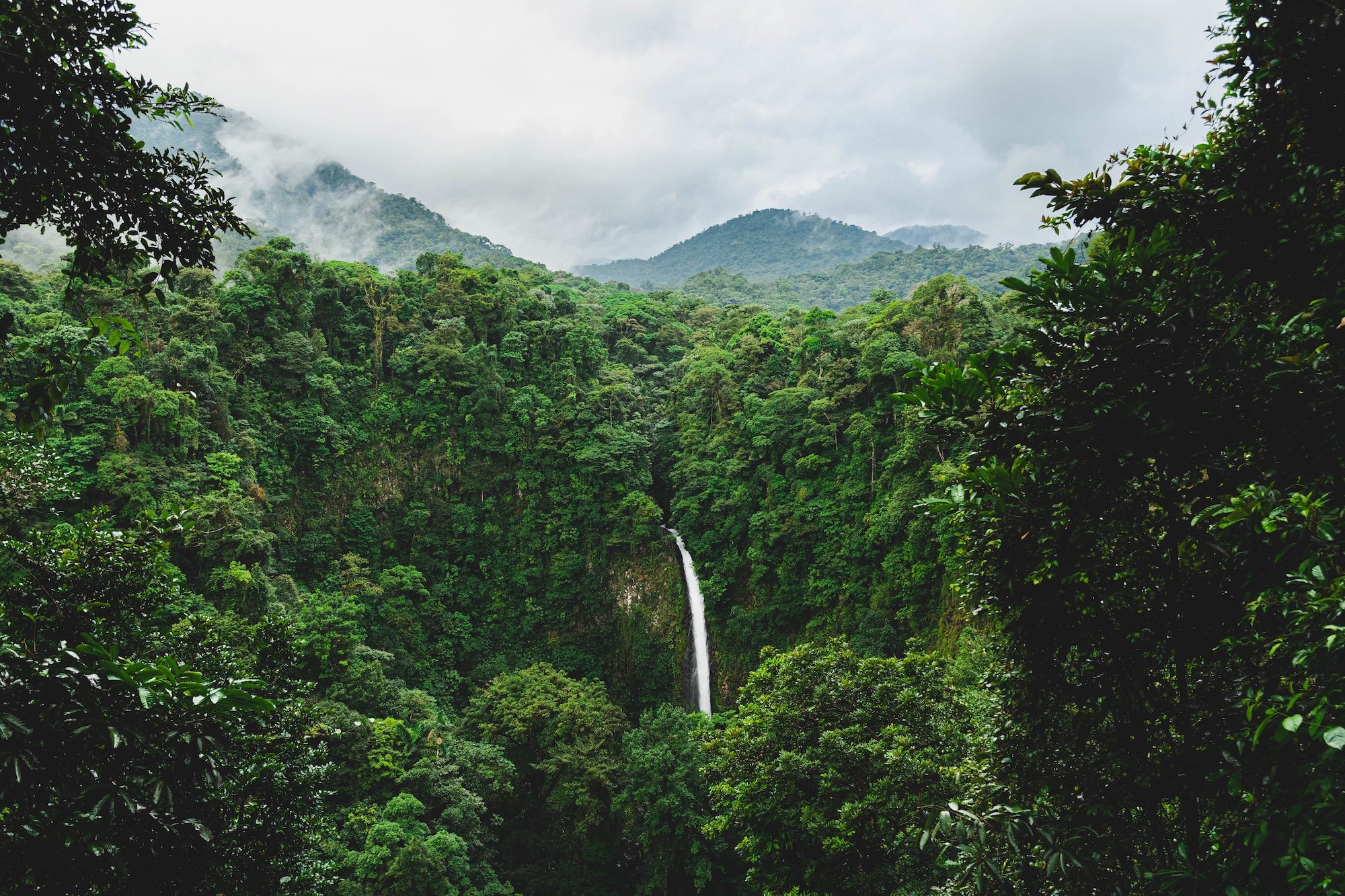 Rainforest Background